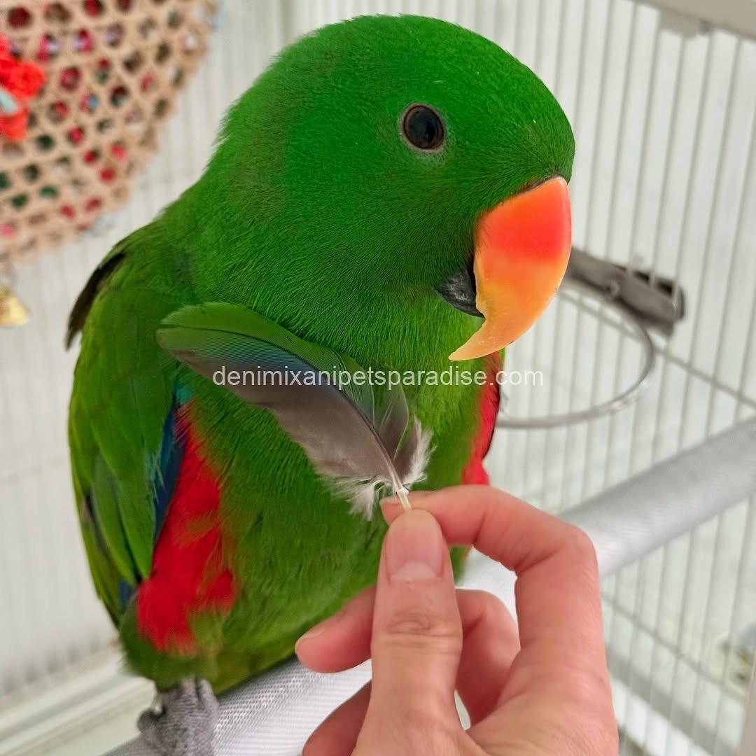 Adorable Eclectus parrot Baby 5 Adorable Eclectus parrot Baby - Image 5