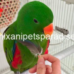 Adorable Eclectus parrot Baby