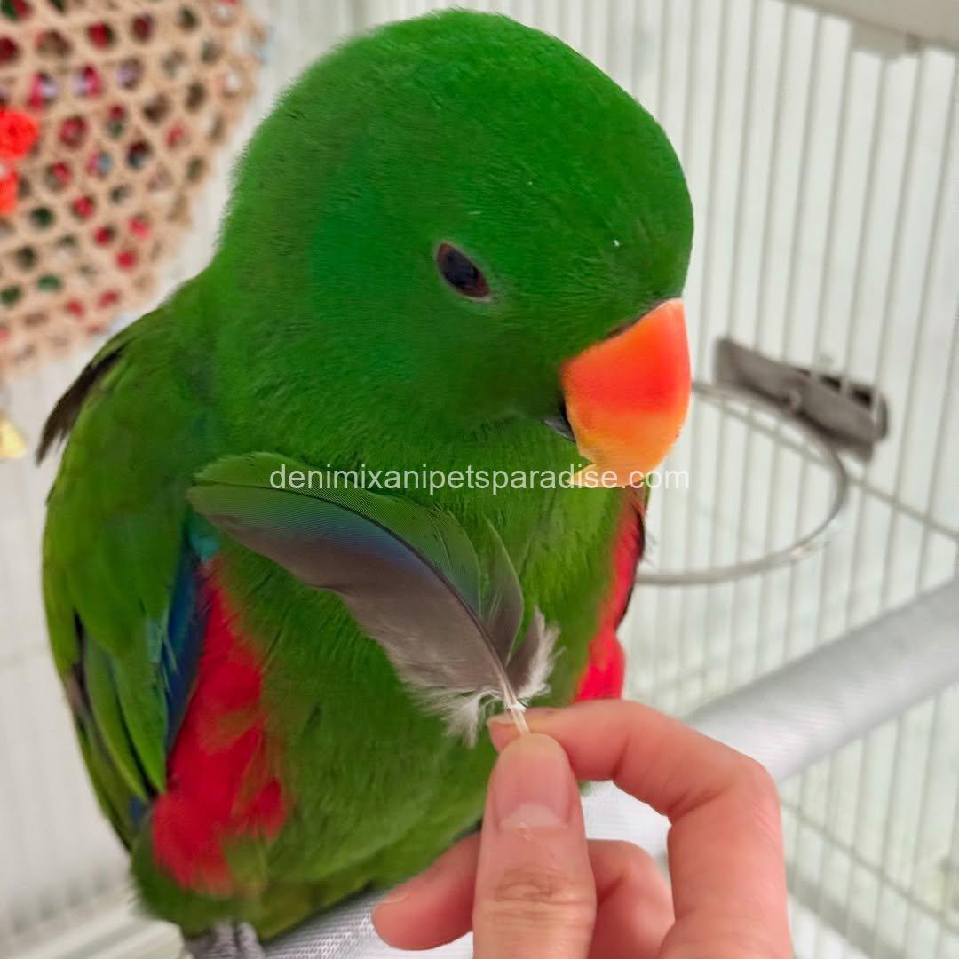 Adorable Eclectus parrot Baby 1 Adorable Eclectus parrot Baby