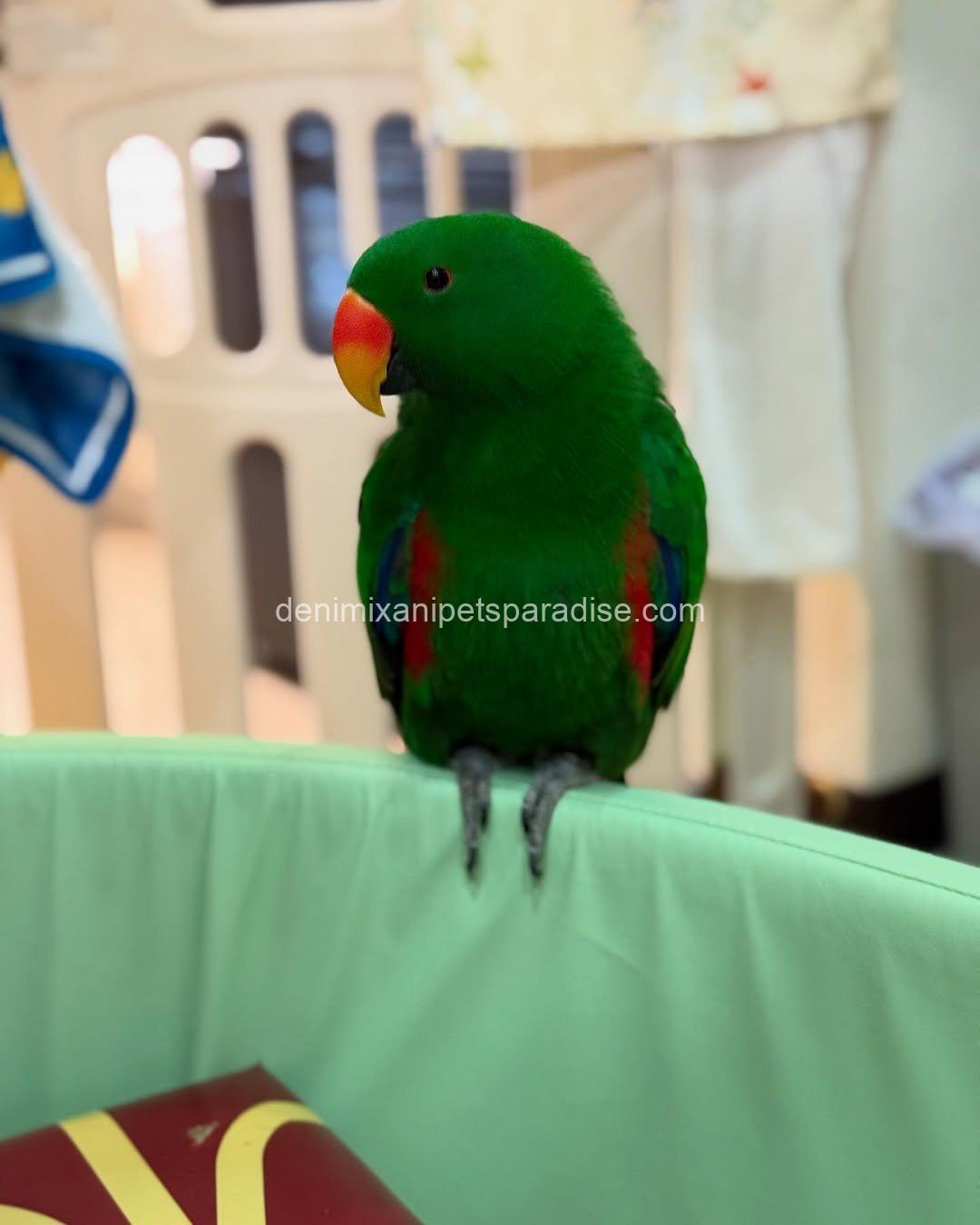 Adorable Eclectus parrot Baby 8 Adorable Eclectus parrot Baby - Image 8
