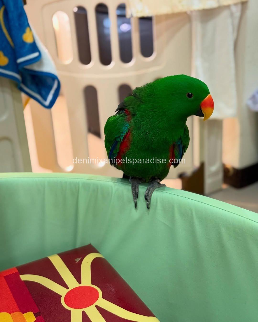 Adorable Eclectus parrot Baby 6 Adorable Eclectus parrot Baby - Image 6