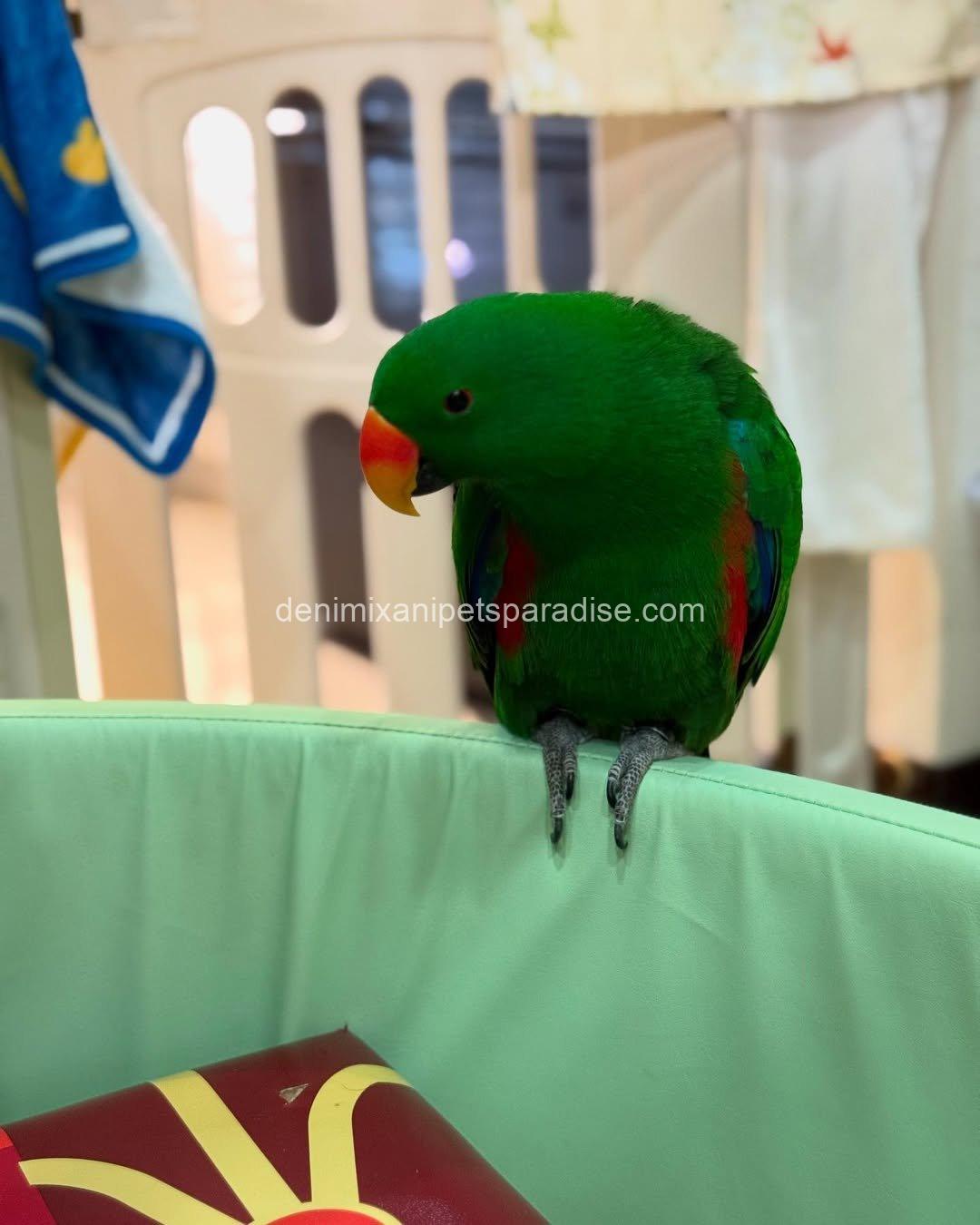 Adorable Eclectus parrot Baby 3 Adorable Eclectus parrot Baby - Image 3