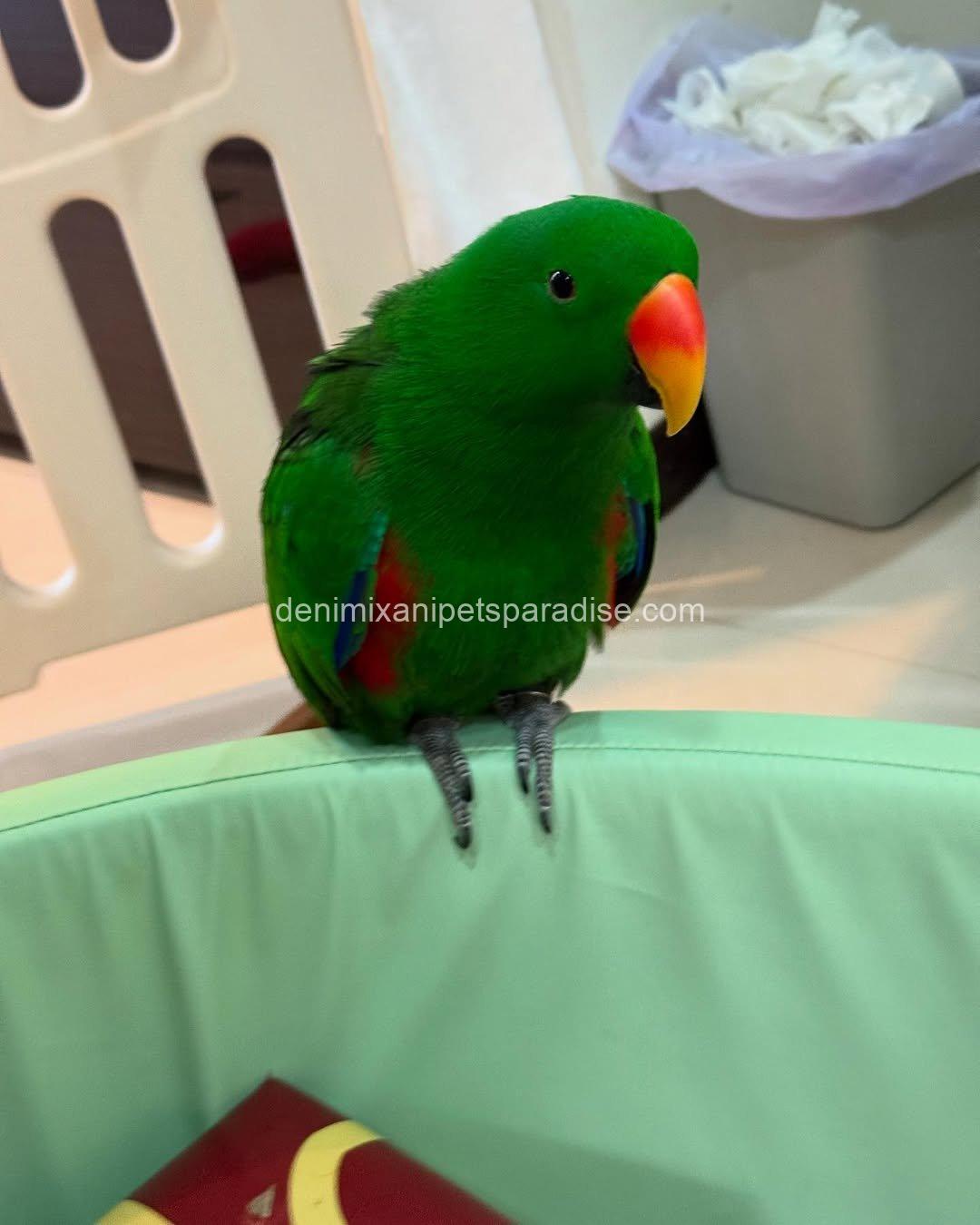 Adorable Eclectus parrot Baby 4 Adorable Eclectus parrot Baby - Image 4