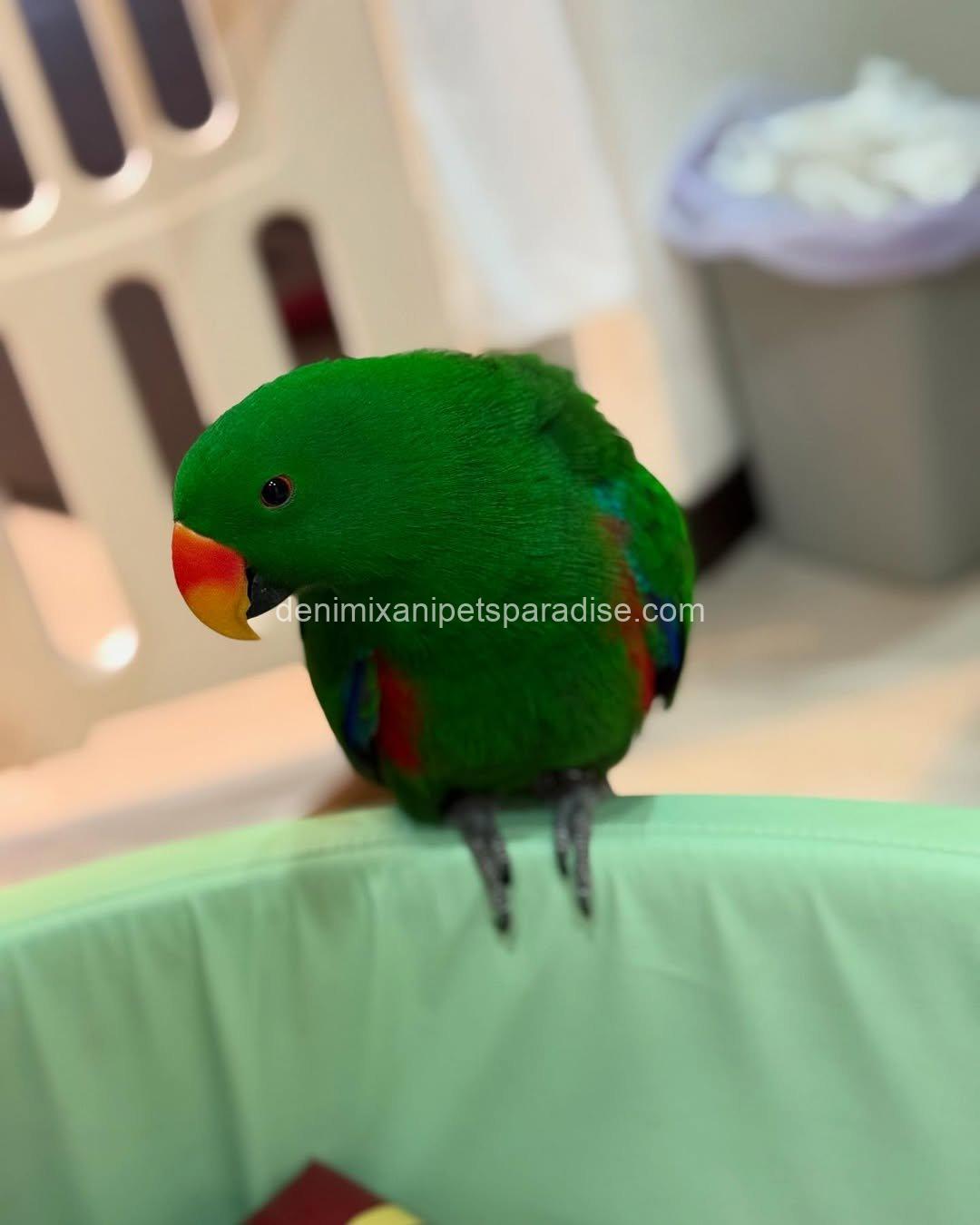 Adorable Eclectus parrot Baby 7 Adorable Eclectus parrot Baby - Image 7
