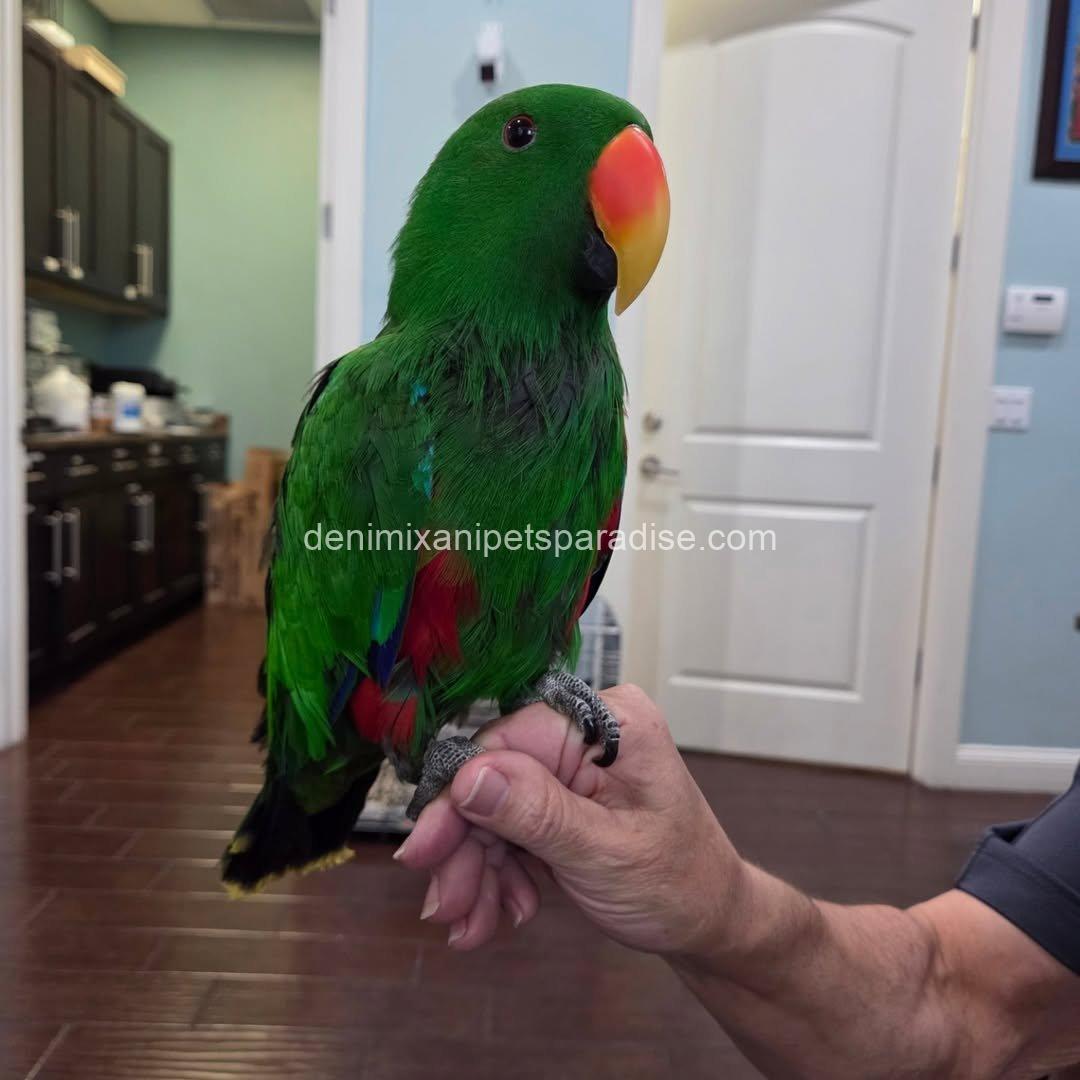 Adorable Eclectus parrot Baby 2 Adorable Eclectus parrot Baby - Image 2