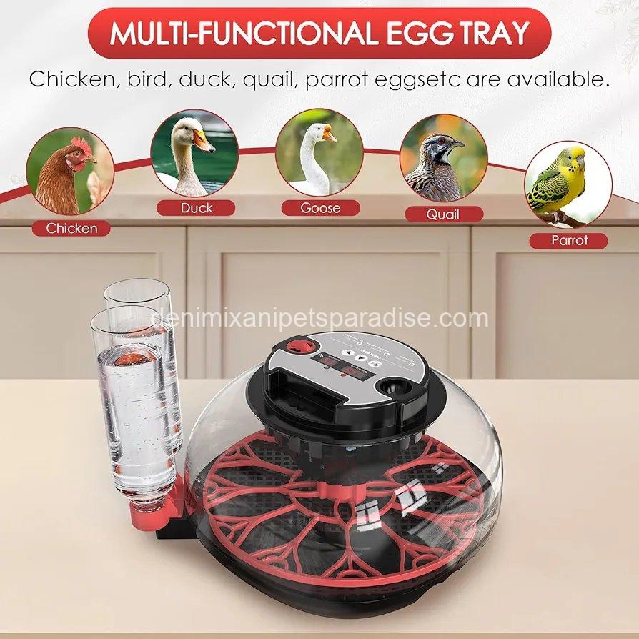 Incubators for Hatching Eggs Automatic Egg Incubator with Temperature Control Humidity Display 12 Egg Capacity 5 Incubators for Hatching Eggs Automatic Egg Incubator with Temperature Control Humidity Display 12 Egg Capacity - Image 5