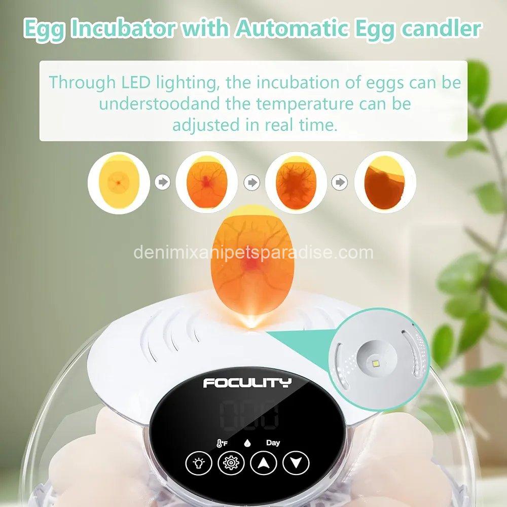 Egg Incubator for Hatching Chicks, Holds 12 Eggs, Automatic Egg Turner with Temperature, 7 Egg Incubator for Hatching Chicks, Holds 12 Eggs, Automatic Egg Turner with Temperature, - Image 7