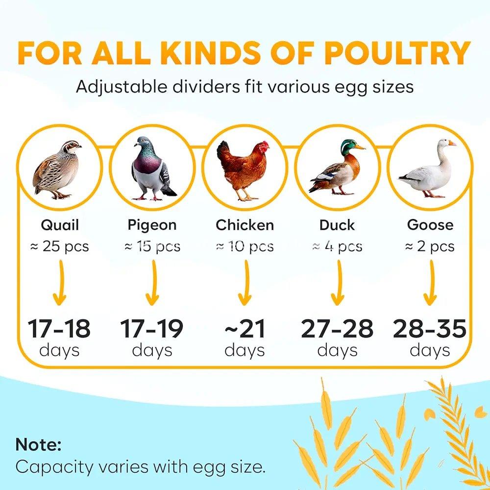 Incubators for Hatching Eggs - Ideal All Ages | Egg Incubator with Automatic Egg Turning and Humidity Control  5 Incubators for Hatching Eggs - Ideal All Ages | Egg Incubator with Automatic Egg Turning and Humidity Control  - Image 5