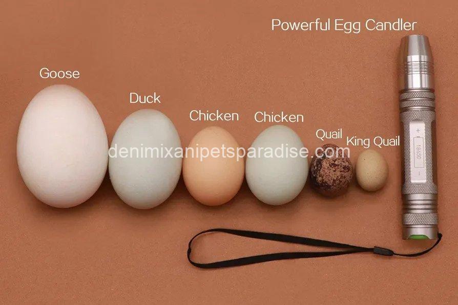 Powerful Professional LED Light Egg Candler Incubator Stainless Steel Tester for All Egg Type 7 Powerful Professional LED Light Egg Candler Incubator Stainless Steel Tester for All Egg Type - Image 7
