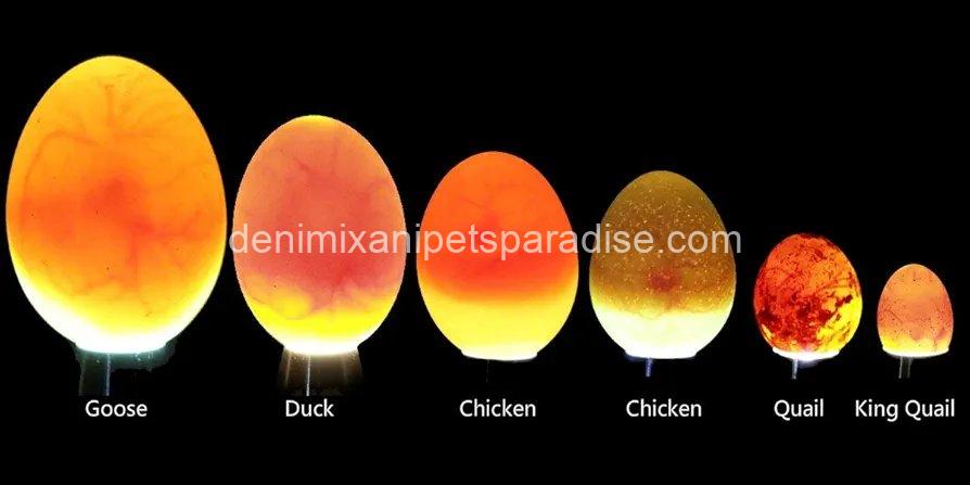 Powerful Professional LED Light Egg Candler Incubator Stainless Steel Tester for All Egg Type 3 Powerful Professional LED Light Egg Candler Incubator Stainless Steel Tester for All Egg Type - Image 3