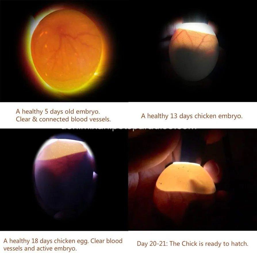 Powerful Professional LED Light Egg Candler Incubator Stainless Steel Tester for All Egg Type 8 Powerful Professional LED Light Egg Candler Incubator Stainless Steel Tester for All Egg Type - Image 8