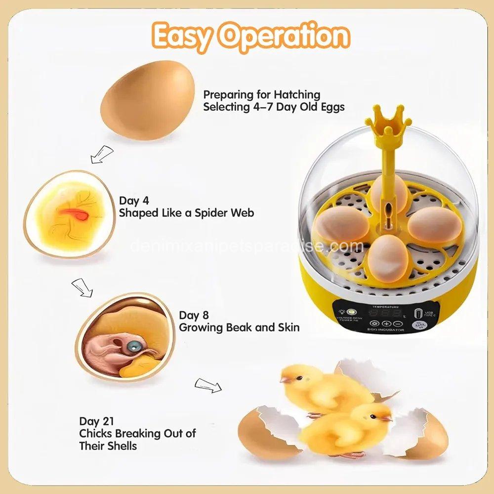 4 Eggs Mini Incubator with Transparent Lid,7W Automatic Temperature Humidity Control 5 4 Eggs Mini Incubator with Transparent Lid,7W Automatic Temperature Humidity Control - Image 5
