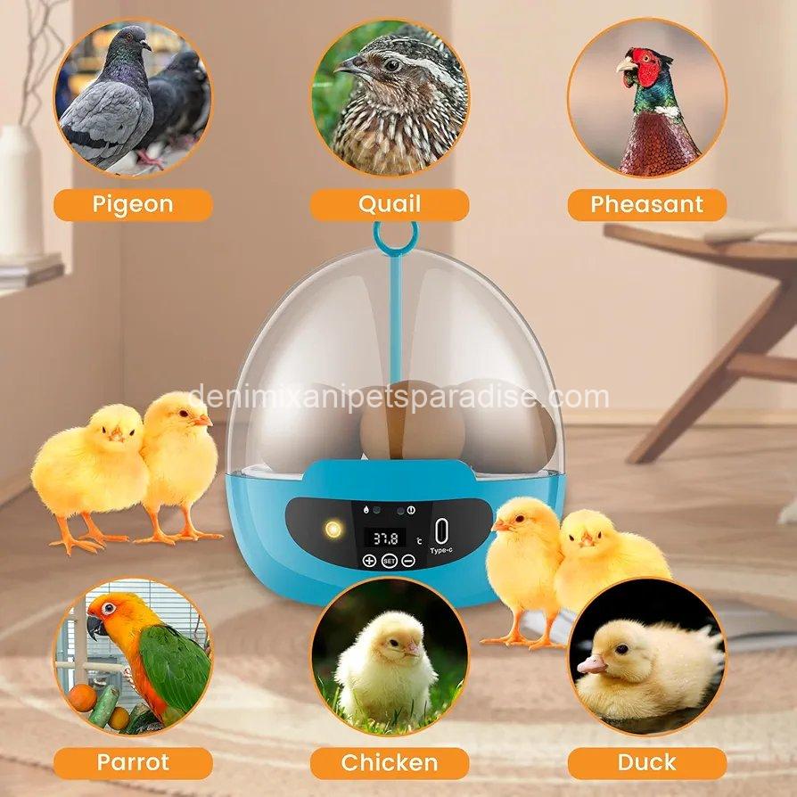 Egg Incubator Smart Egg Incubator for Hatching 6 Eggs Chicken Incubator  3 Egg Incubator Smart Egg Incubator for Hatching 6 Eggs Chicken Incubator  - Image 3