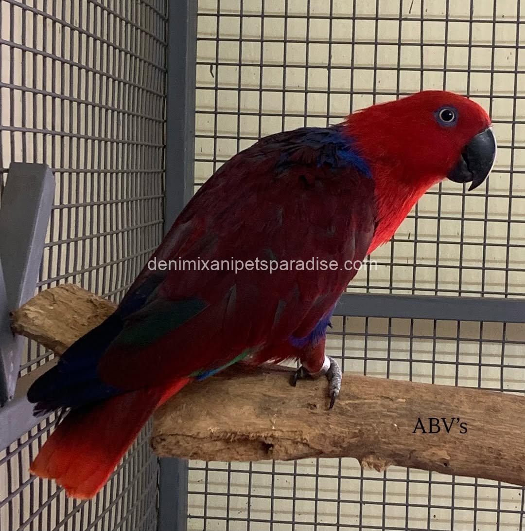 Lovely Eclectus parrot 3 Lovely Eclectus parrot - Image 3