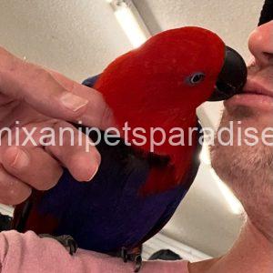Lovely Eclectus parrot