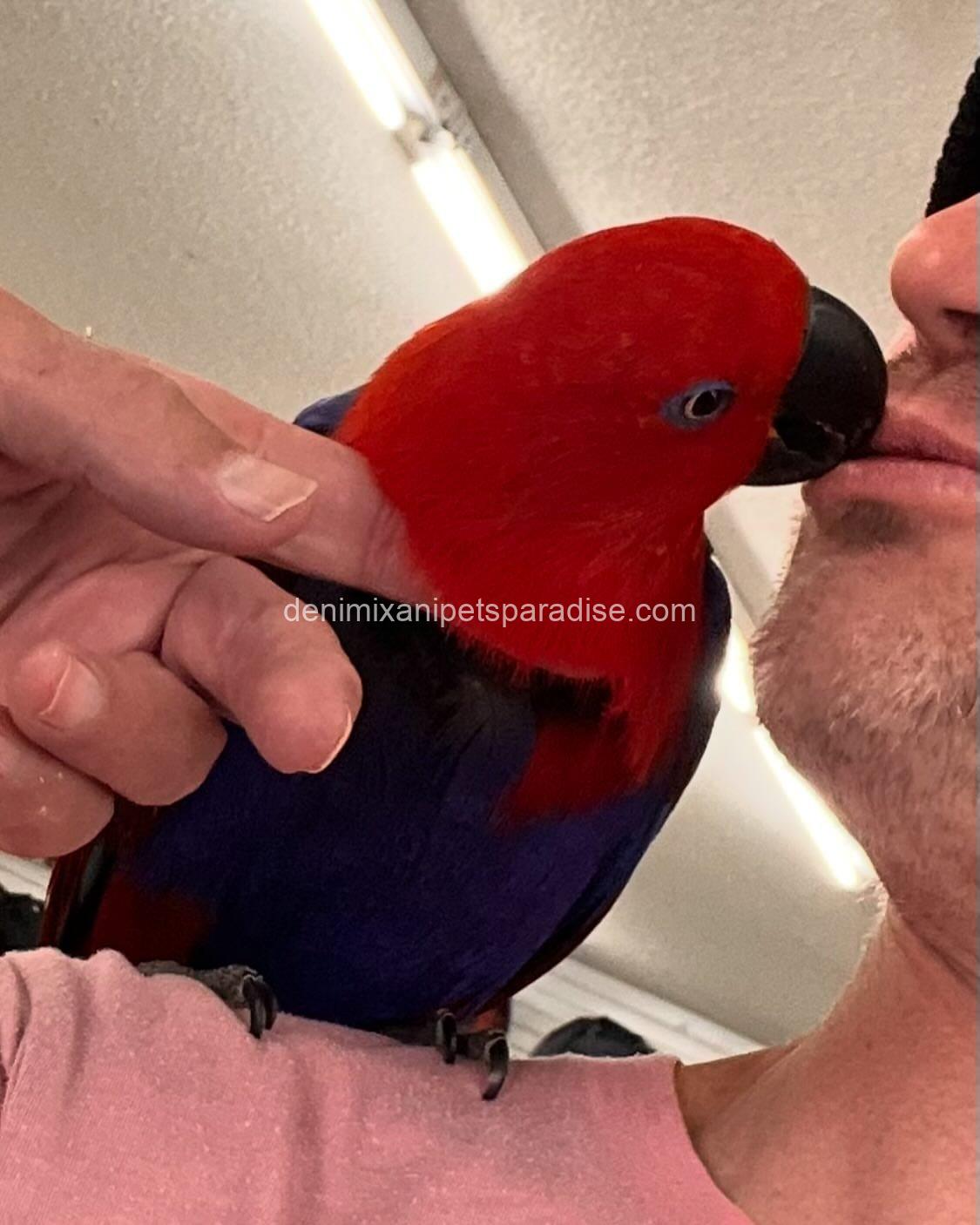 Lovely Eclectus parrot 1 Lovely Eclectus parrot