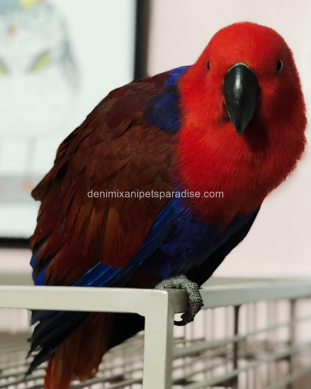 Lovely Eclectus parrot 2 Lovely Eclectus parrot - Image 2