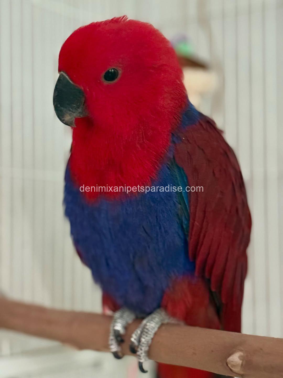 Lovely Eclectus parrot 4 Lovely Eclectus parrot - Image 4