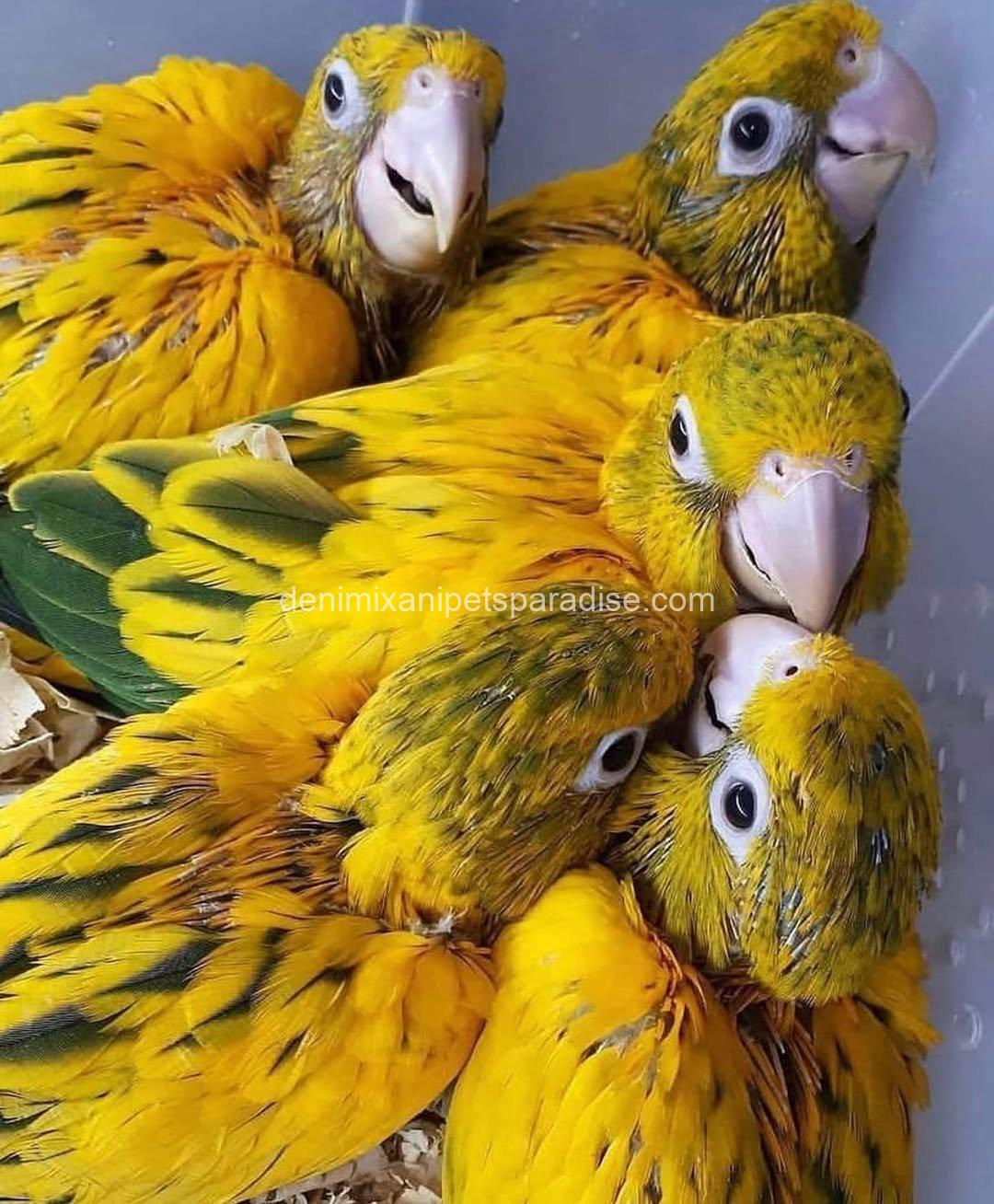 Golden conure parrot Baby 2 Golden conure parrot Baby - Image 2