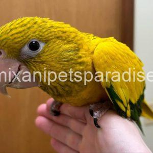 Golden conure parrot Baby