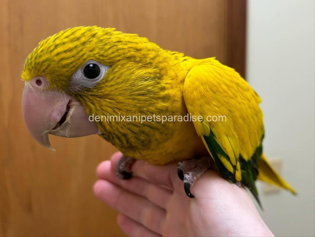 Golden conure parrot Baby 1 Golden conure parrot Baby