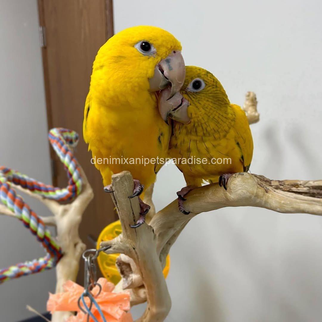 Golden conure parrot Baby 3 Golden conure parrot Baby - Image 3