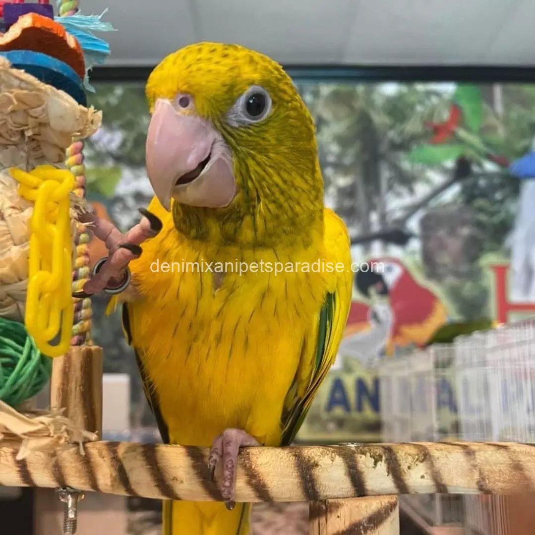 Golden conure parrot Baby 4 Golden conure parrot Baby - Image 4