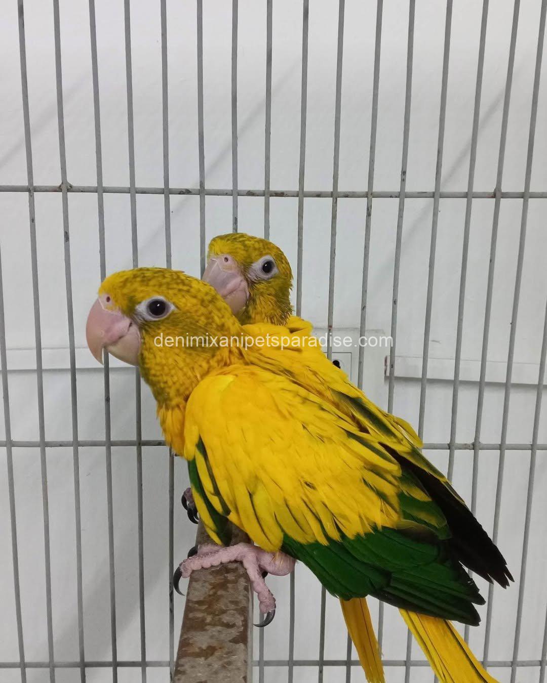 Golden conure parrot Baby 6 Golden conure parrot Baby - Image 6