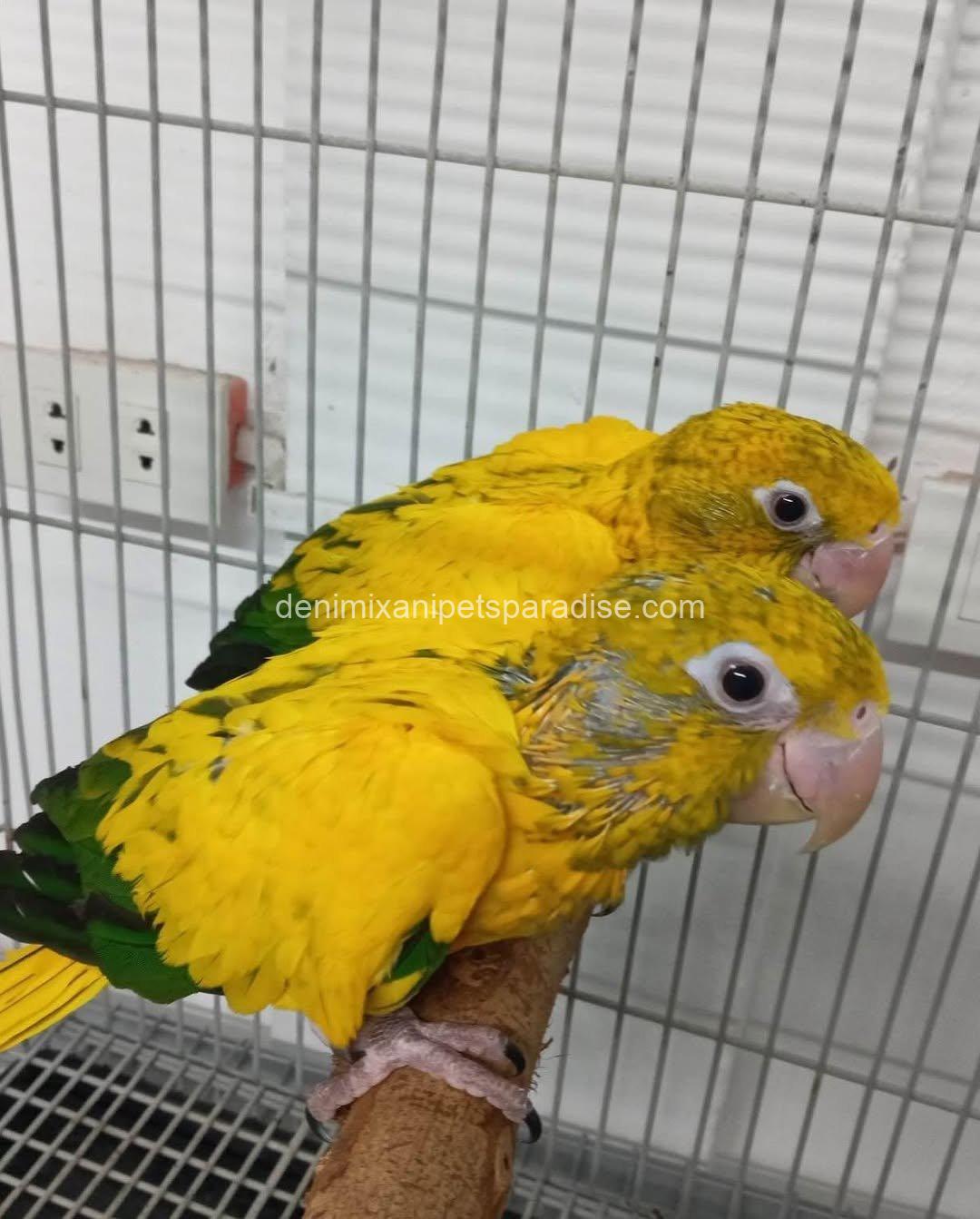 Golden conure parrot Baby 5 Golden conure parrot Baby - Image 5
