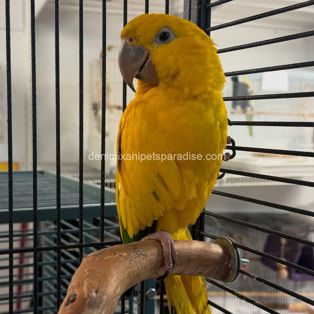 Golden conure parrot Baby 8 Golden conure parrot Baby - Image 8