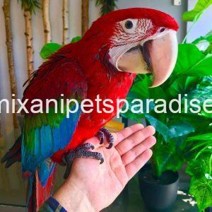 Green Wing Macaw Parrot