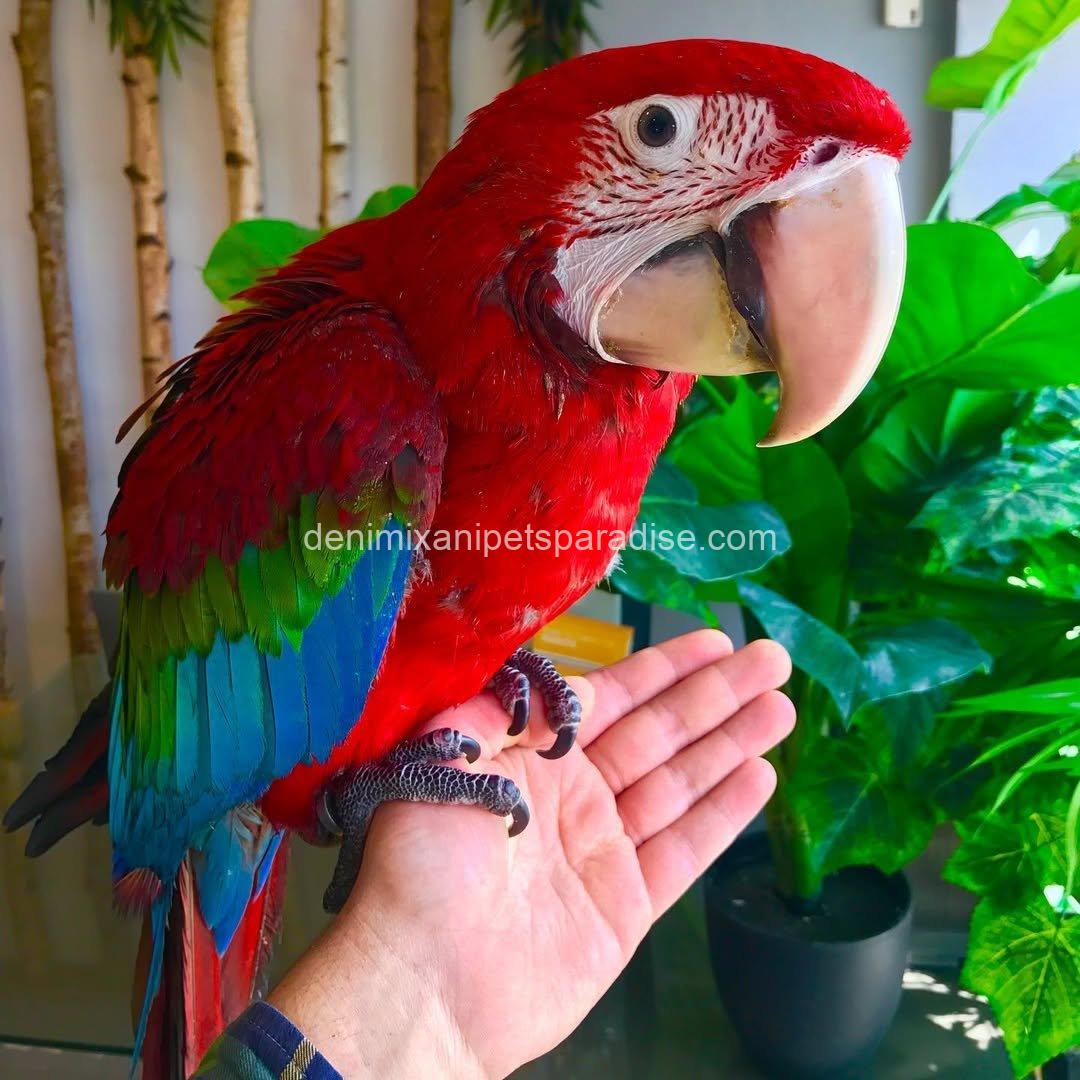 Green Wing Macaw Parrot 1 Green Wing Macaw Parrot