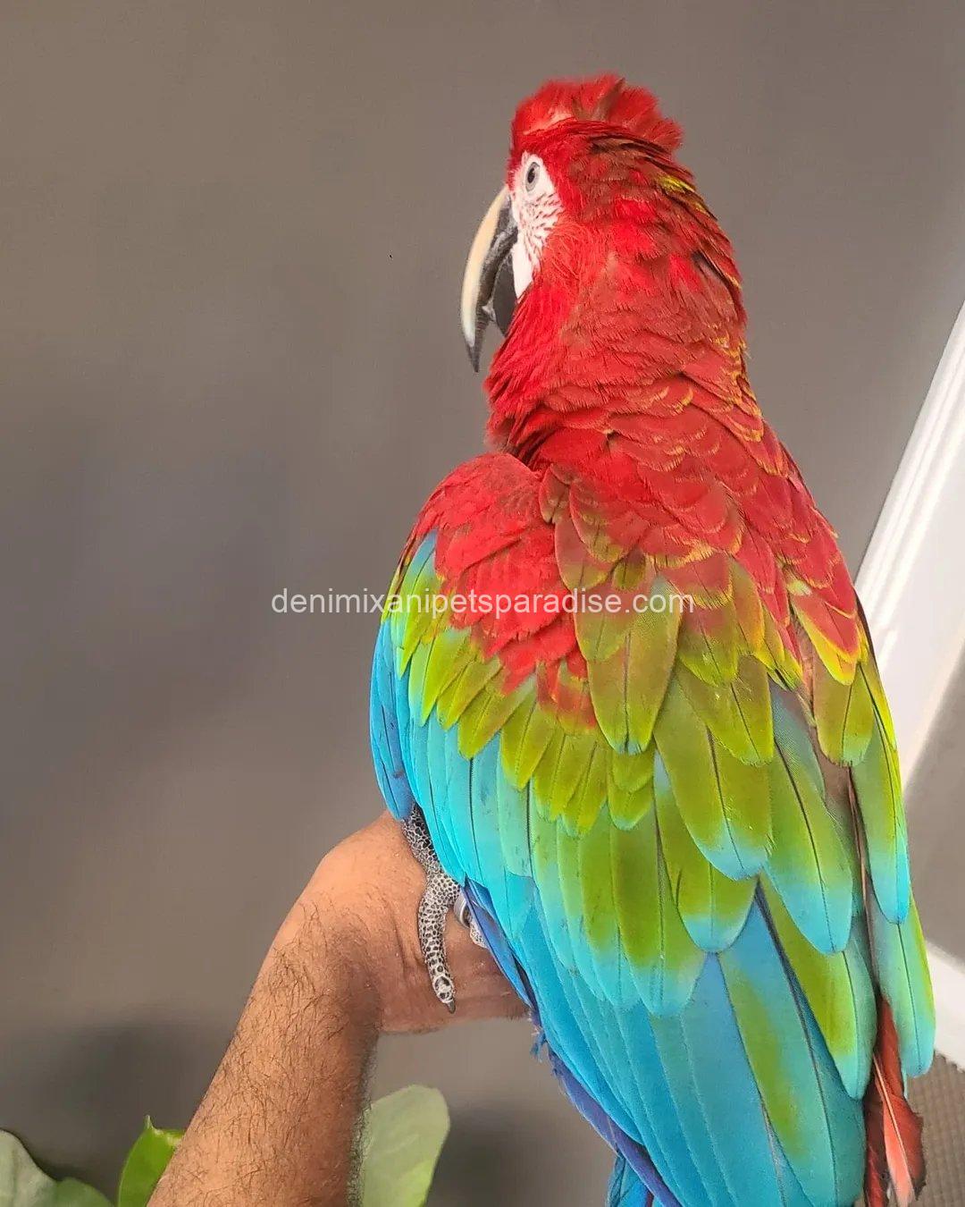 Green Wing Macaw Parrot 4 Green Wing Macaw Parrot - Image 4