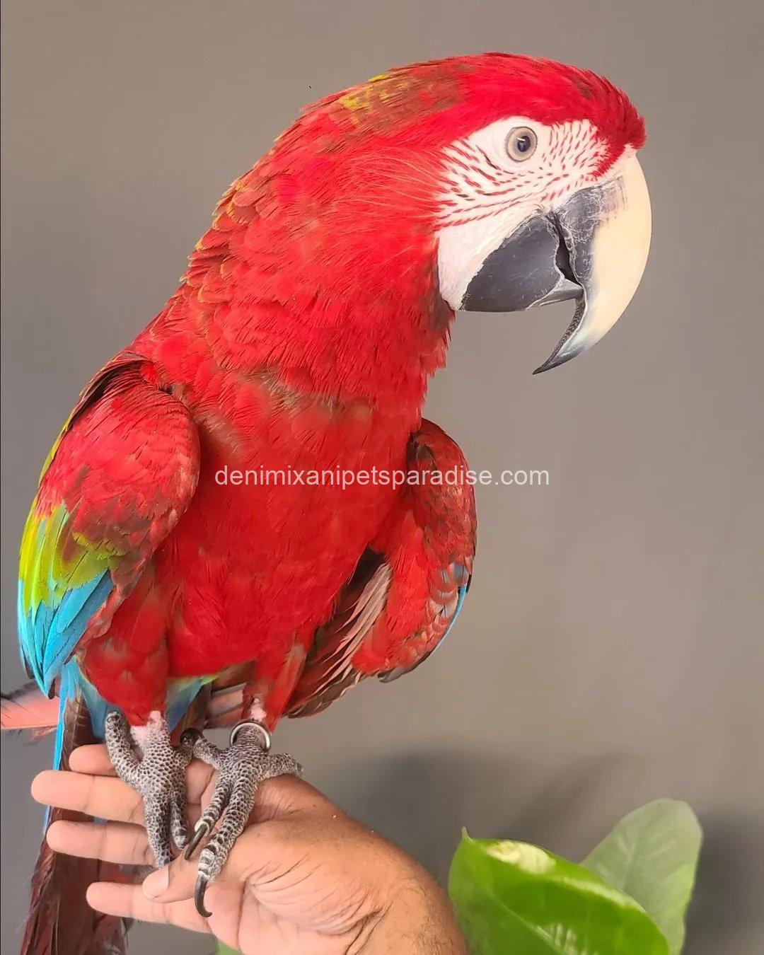 Green Wing Macaw Parrot 3 Green Wing Macaw Parrot - Image 3