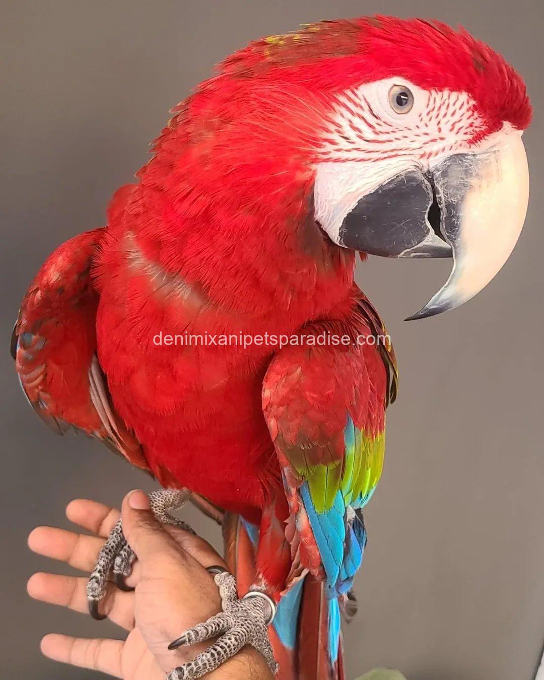 Green Wing Macaw Parrot 7 Green Wing Macaw Parrot - Image 7