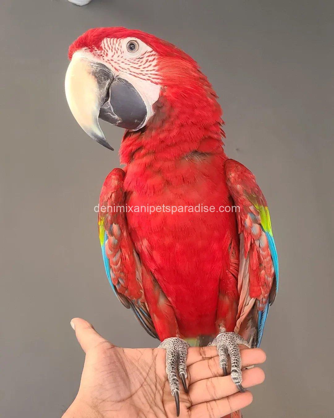 Green Wing Macaw Parrot 6 Green Wing Macaw Parrot - Image 6