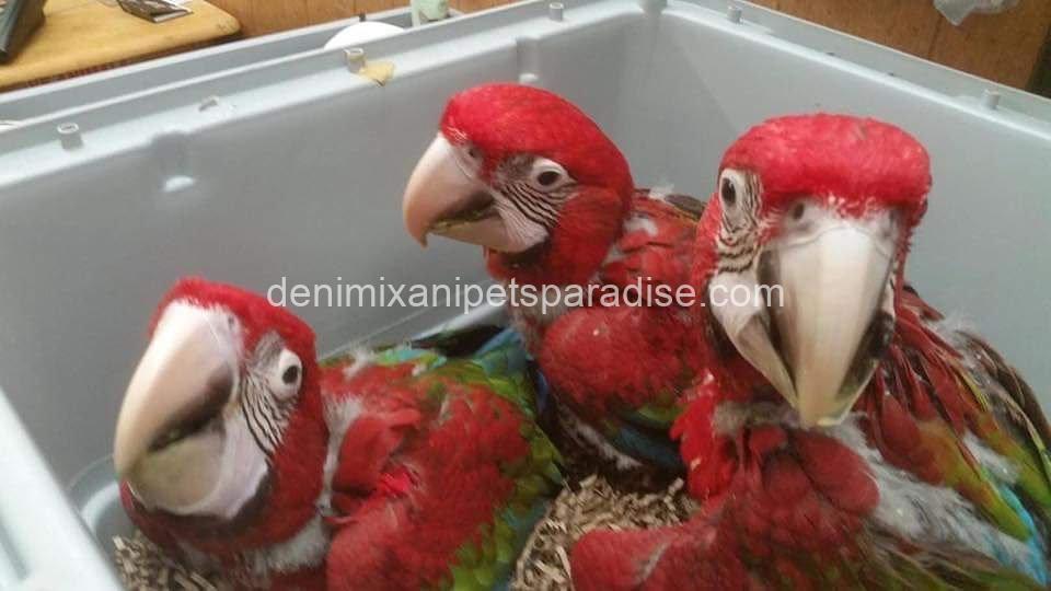 Green Wing Macaw Parrot 5 Green Wing Macaw Parrot - Image 5