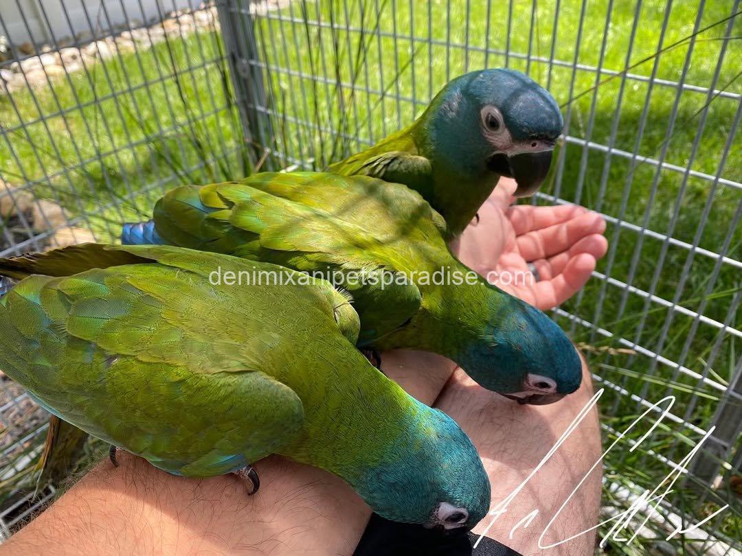 Blue Headed Macaw Parrot Baby 1 Blue Headed Macaw Parrot Baby