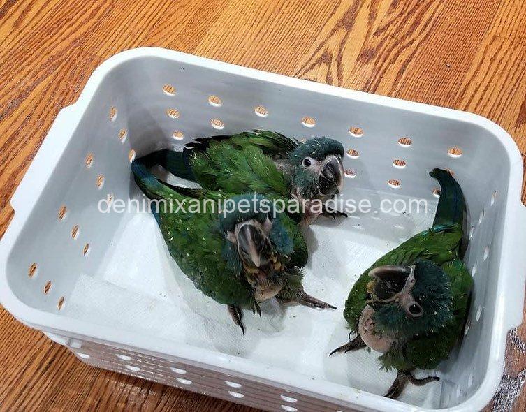 Blue Headed Macaw Parrot Baby 7 Blue Headed Macaw Parrot Baby - Image 7