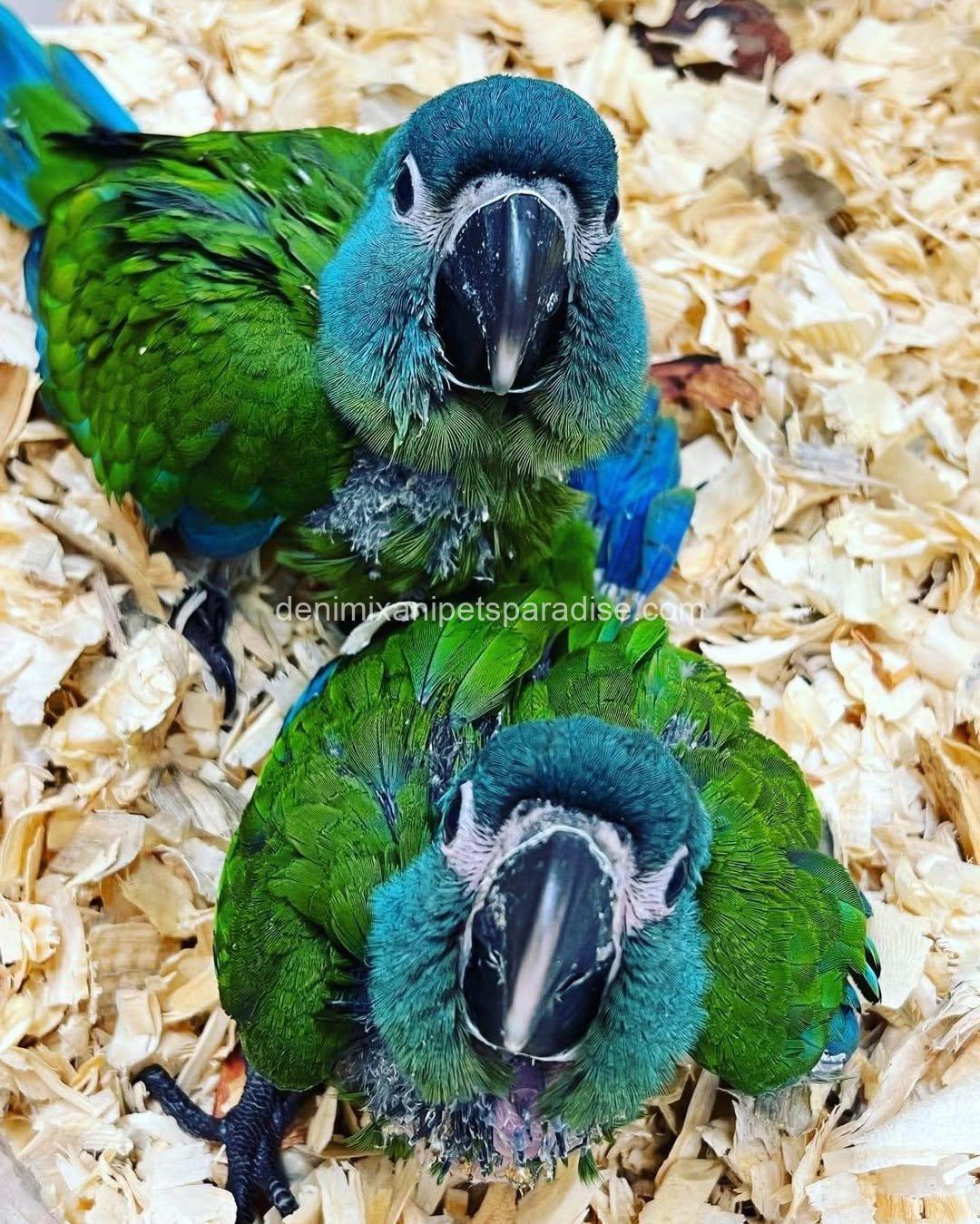 Blue Headed Macaw Parrot Baby 3 Blue Headed Macaw Parrot Baby - Image 3