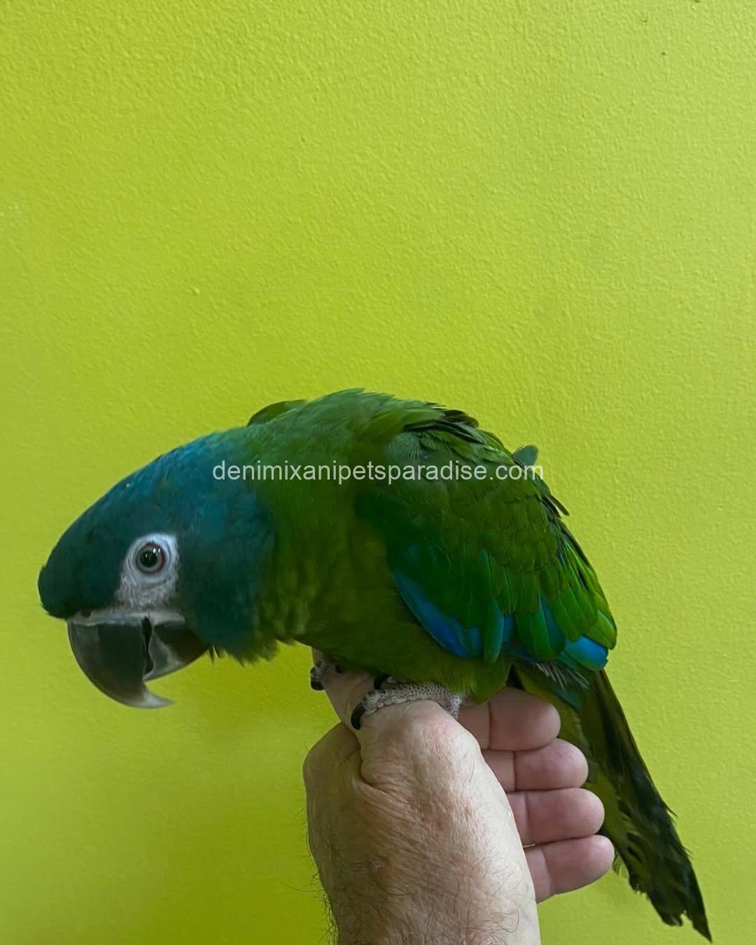 Blue Headed Macaw Parrot Baby 2 Blue Headed Macaw Parrot Baby - Image 2