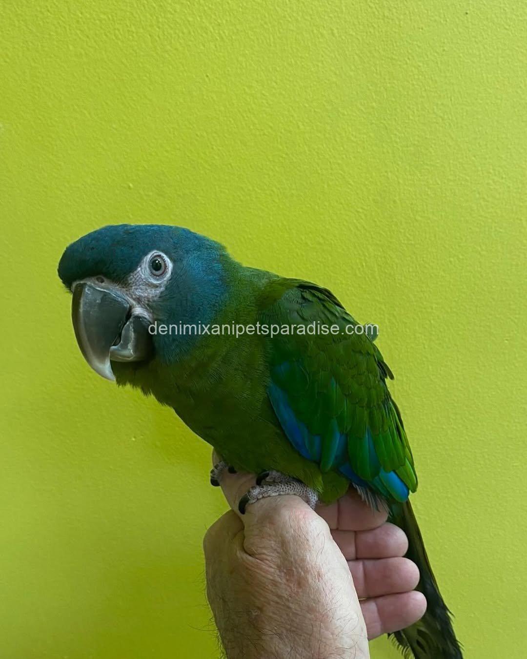 Blue Headed Macaw Parrot Baby 8 Blue Headed Macaw Parrot Baby - Image 8