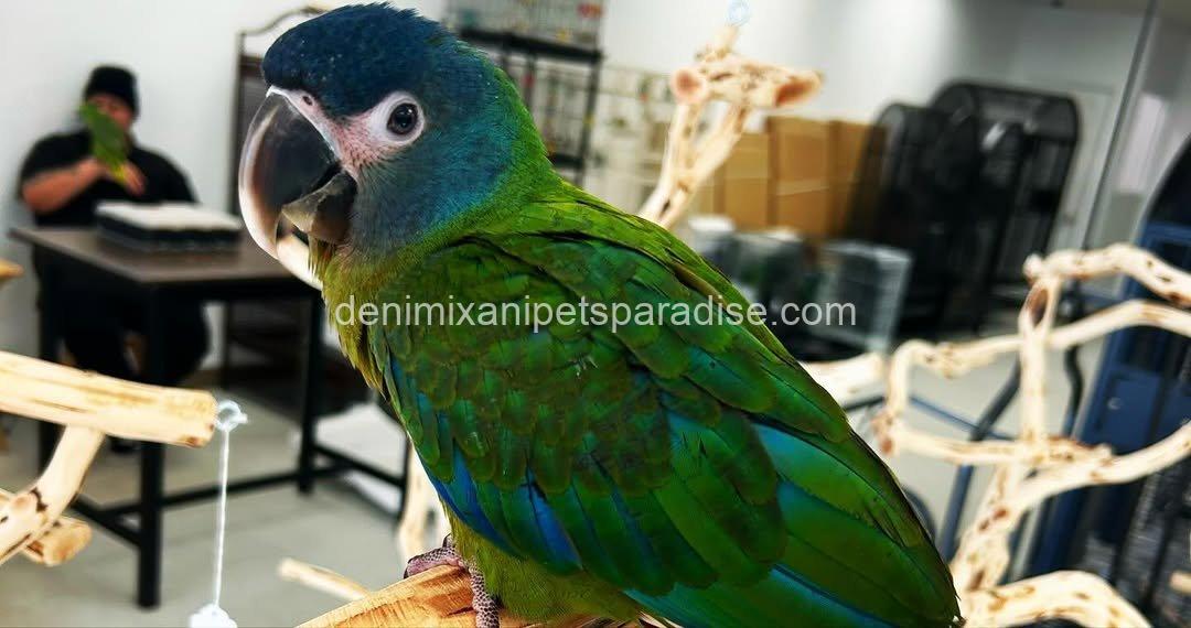 Blue Headed Macaw Parrot Baby 5 Blue Headed Macaw Parrot Baby - Image 5