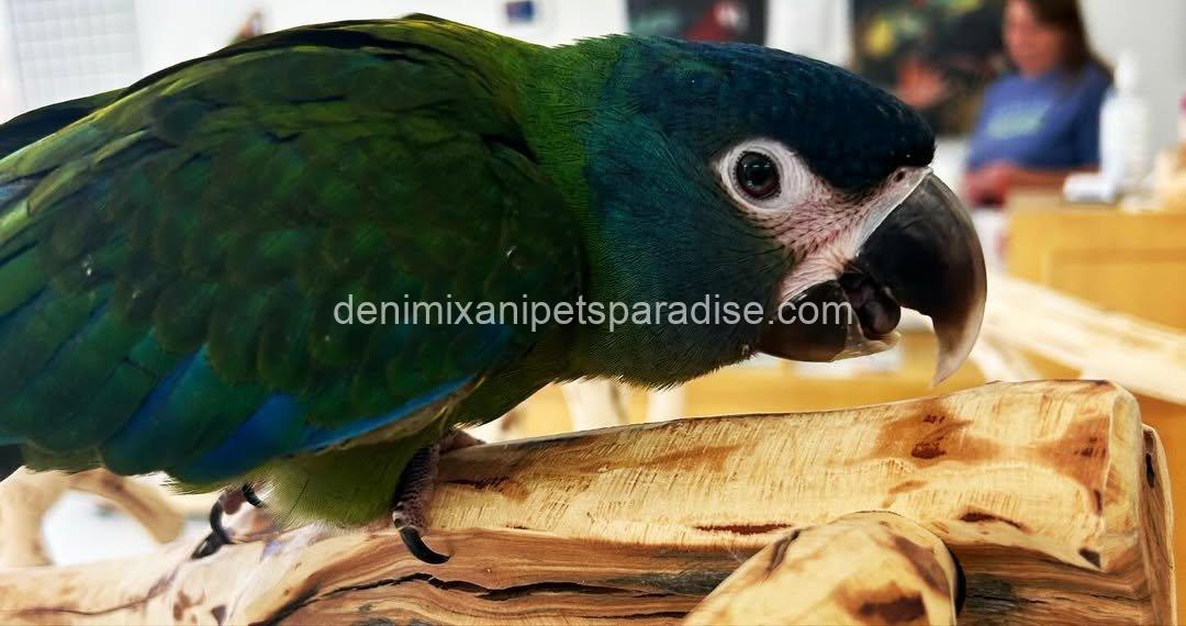 Blue Headed Macaw Parrot Baby 6 Blue Headed Macaw Parrot Baby - Image 6