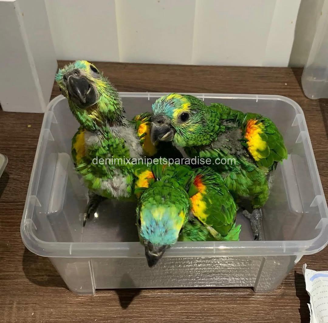 Blue Fronted Macaw parrot Baby 2 Blue Fronted Macaw parrot Baby - Image 2