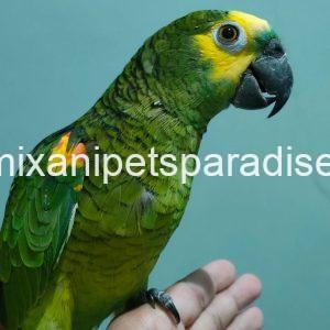 Blue Fronted Macaw parrot Baby