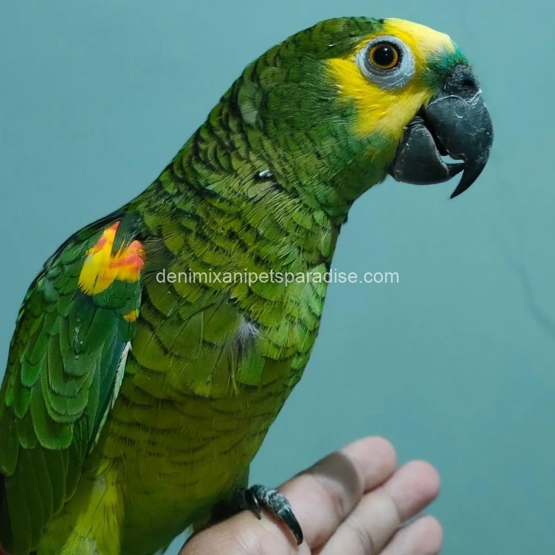 Blue Fronted Macaw parrot Baby 1 Blue Fronted Macaw parrot Baby