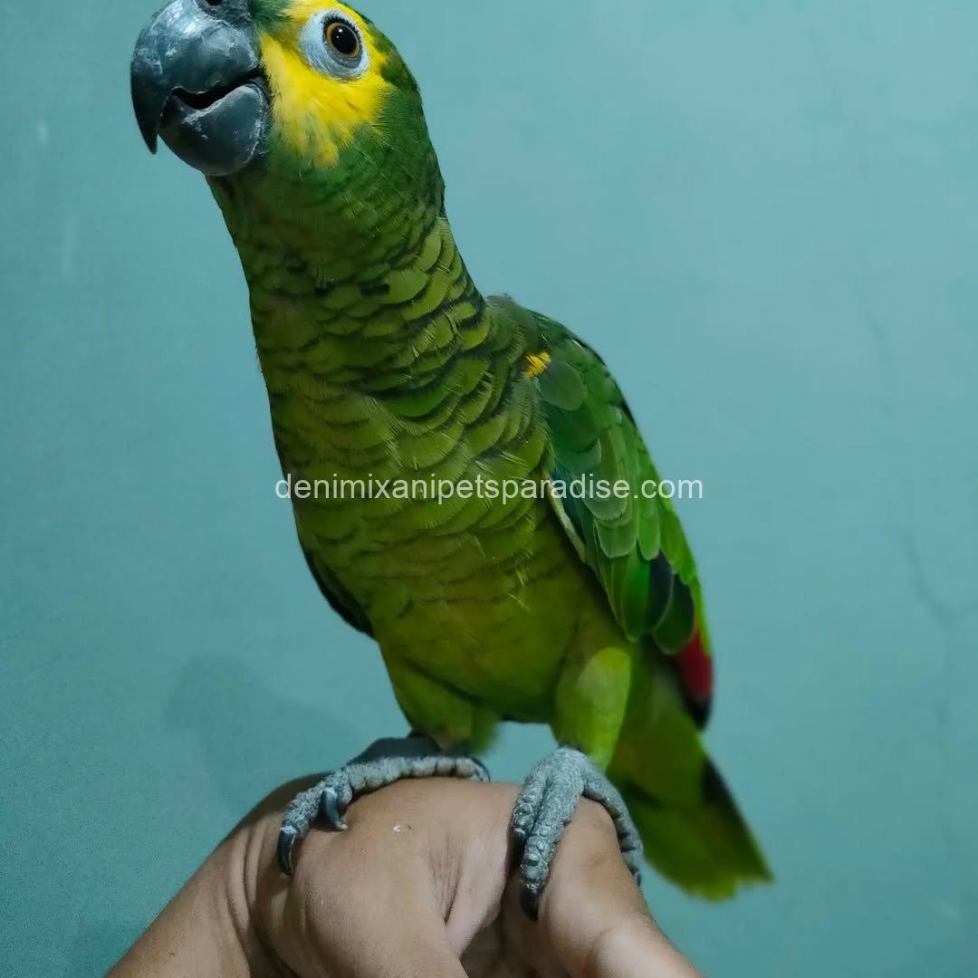 Blue Fronted Macaw parrot Baby 3 Blue Fronted Macaw parrot Baby - Image 3
