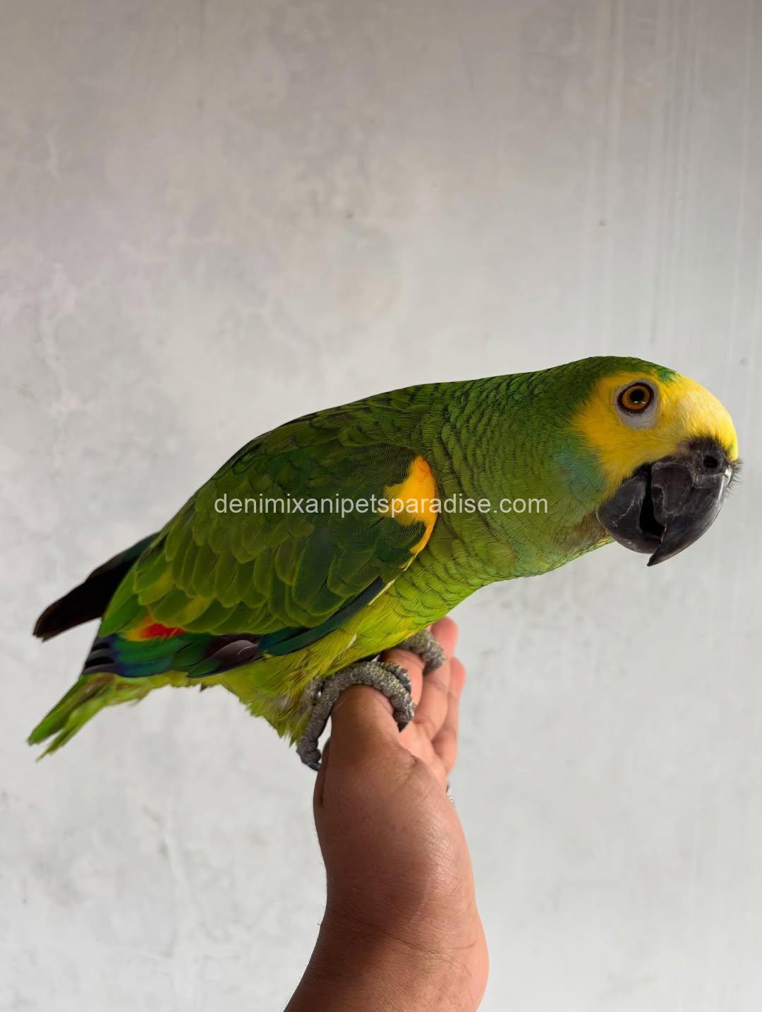 Blue Fronted Macaw parrot Baby 6 Blue Fronted Macaw parrot Baby - Image 6