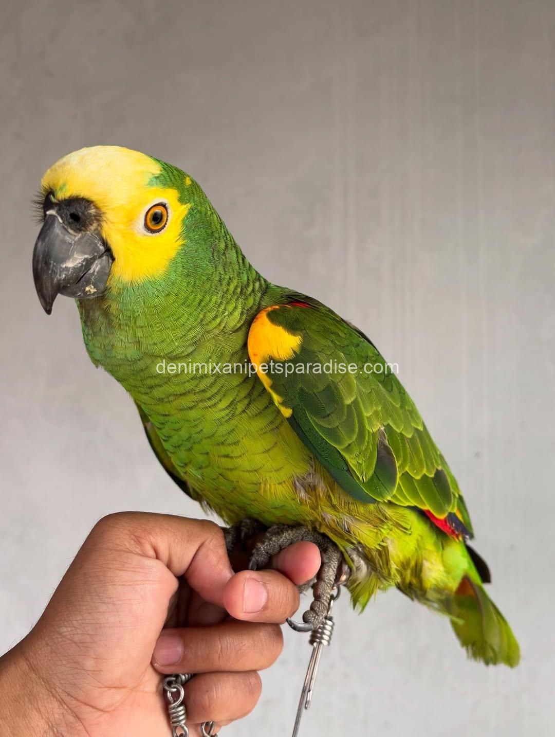 Blue Fronted Macaw parrot Baby 4 Blue Fronted Macaw parrot Baby - Image 4